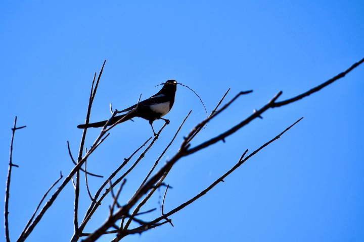 Twigs in Beak